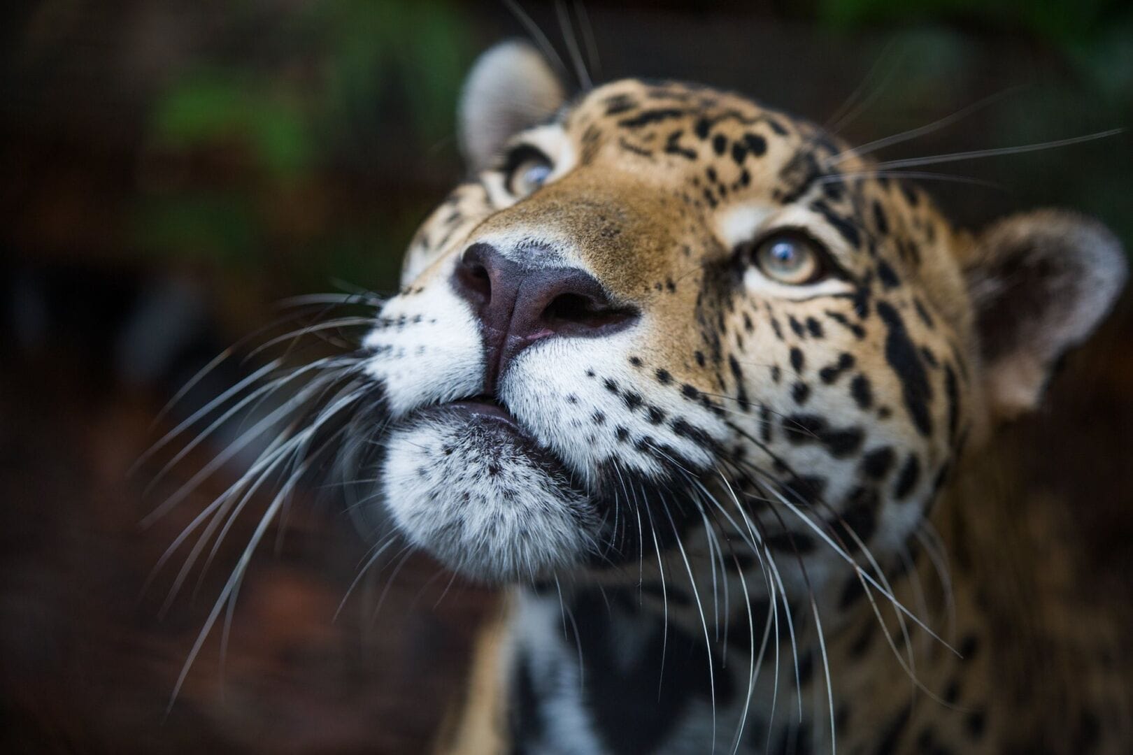 Image source - https://tulumtimes.com/jaguar-conservation-in-nayarit-sparks-connections-with-tulums-biodiversity-challenges/